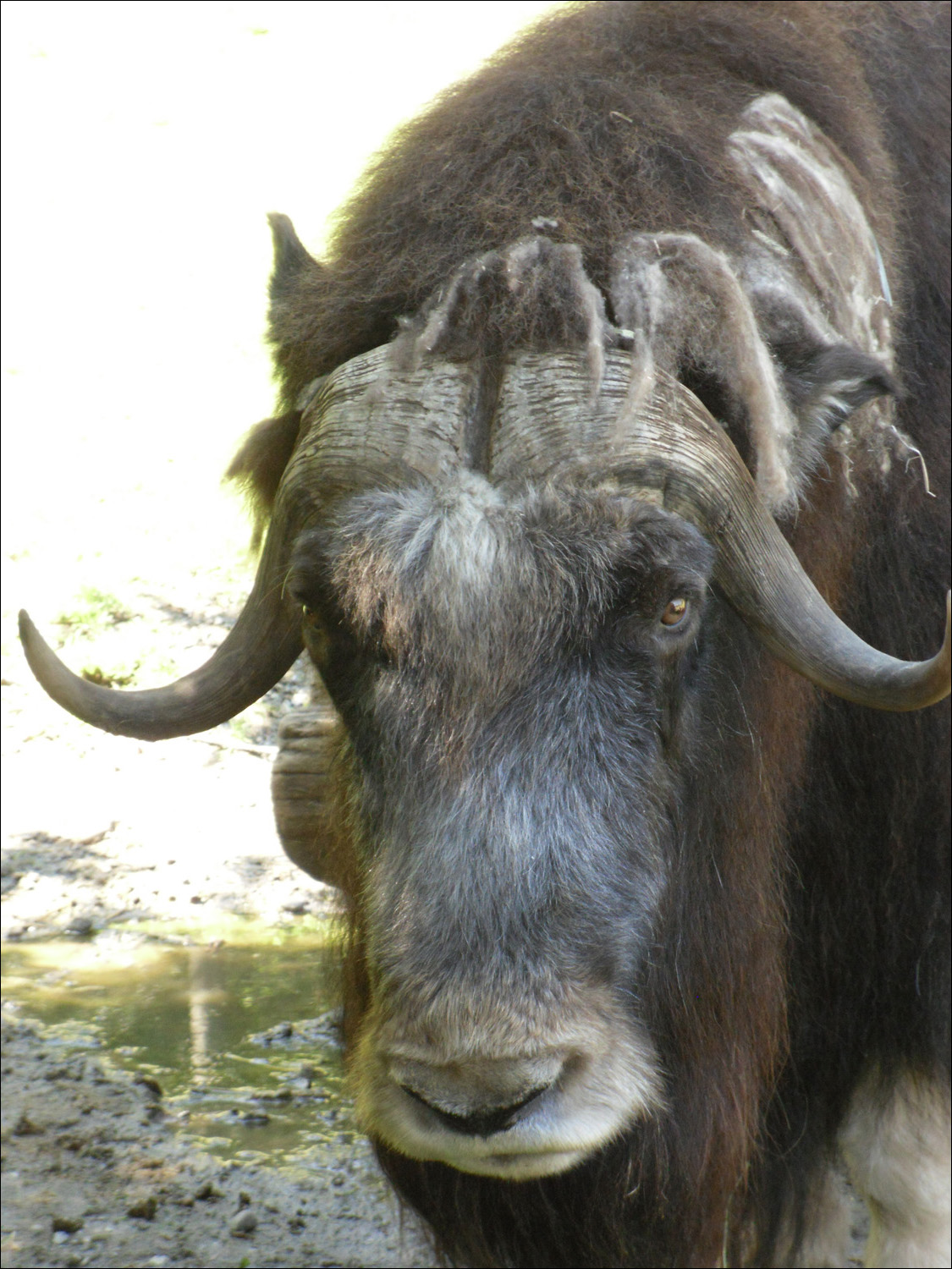 Tacoma, WA-Point Defiance Zoo & Aquarium-musk ox
